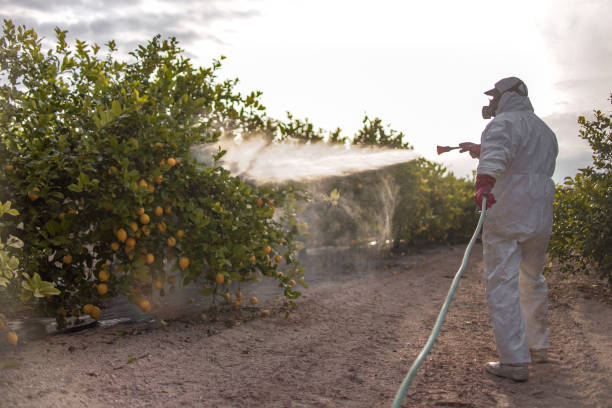Best Termite Control Services  in Murfreesboro, NC