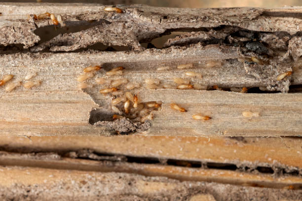 Best Wasp Removal Services  in Murfreesboro, NC