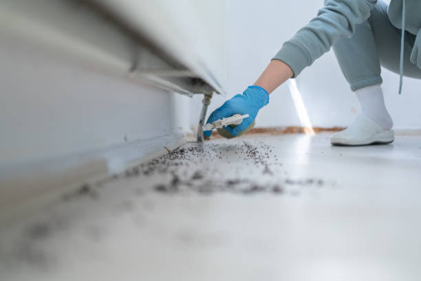 Flea Control Services in Murfreesboro, NC